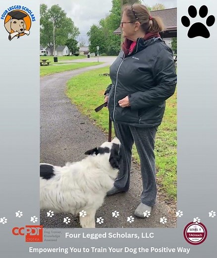 Dog Training with Pattern Games - Chardon OH