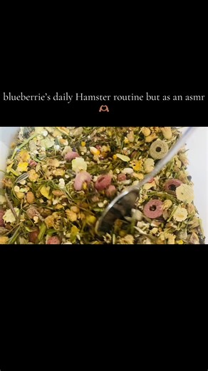 blueberrie’s enclosure routine asmr #hamster #blueberry #reset