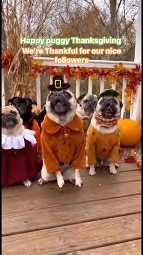 Happy pug given 😂😻😻 #pug #funny #Thanksgiving #puglife | Pug Thoughts