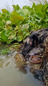 Amazing fish video #fish #video #reels | Only Fishing