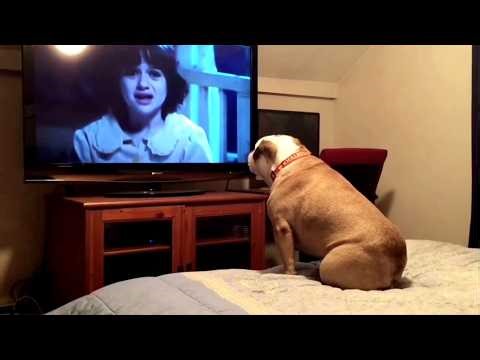When a Dog Watches a Horror Movie on TV 😂 Funniest Dog Videos 2026
