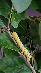 3.7K views · 116 reactions | to raise caterpillars, is to learn patience!  (death's-head hawkmoth - acherontia atropos)  | Stoned Affection | Facebook