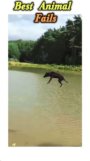 Funny animal fails #funny #hilariousfails