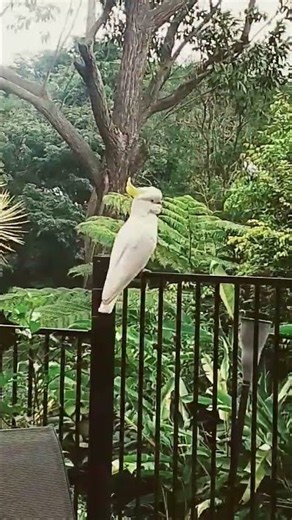amazing animals of Australia!!