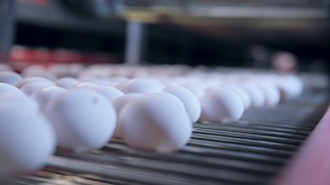 Production poultry farm Free Video