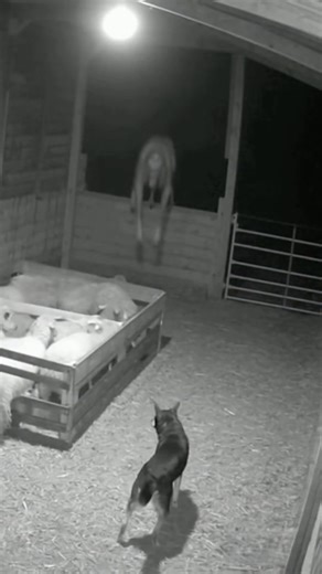 Do Not Watch This Alone 😱😱 #shorts