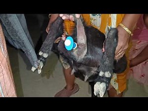 Goat artificial insemination
