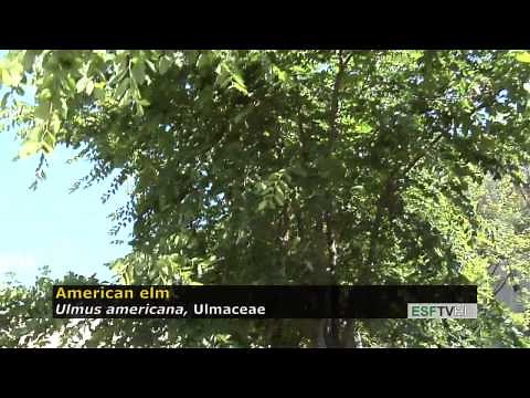 Trees with Don Leopold - American elm