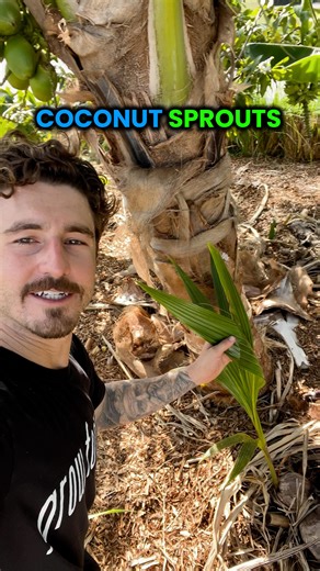 Grow Inn Homes | Real Estate & Growing Food on Instagram: "This baby Coconut Palm Tree sprout turned into a fruiting Coconut Tree! 🌴 This is a coconut sprout, which is exactly how coconuts grow from seed In Florida, coconut sprouts naturally fall near the parent tree and take root and sprout with moisture The coconut itself is the seed that grows a whole new coconut plant and usually take about five years to fruit from seed This one is a four year old dwarf Malayan coconut that fruits a little