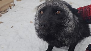 Ruby gets a christmas tree!!🎄 🔆 SaveAFox is a 501(c)(3) non-profit domestic fox sanctuary. All donations are tax deductible. EIN 82-3454531 | Saveafox Corporation