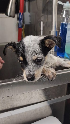 2.2K views · 165 reactions | {SPLISH, SPLASH, PUPPIES' BATH!} - Guess...