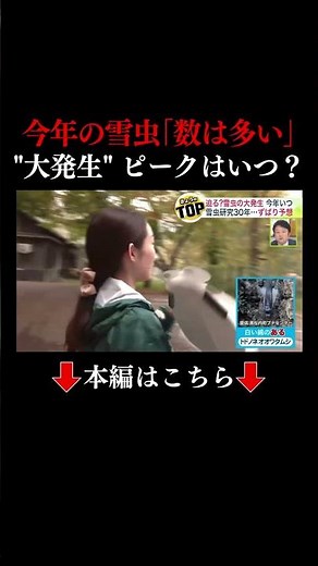 👆本編はこちら👆雪虫の生態とは…「綿のない雪虫」に「綿のある雪虫」驚きの能力も明らかに！