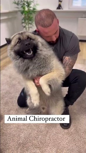 Laugh Out Loud with Hilarious Dog Moments | Dog Chiropractor's Secret to Canine Happiness|