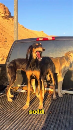 Did You Know the Saluki Is the Oldest Dog Breed? 😳🐾 #shorts #dogs #pets #saluki #puppy #dogfacts