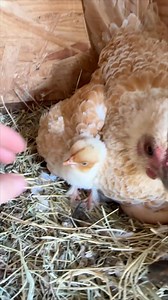 477K views · 20K reactions | GOOD MORNING LITTLE BABY‼️ MONTAGE ALERT ‼️ #farm #animals #pets #song #disney #singing | CatAleah | Facebook