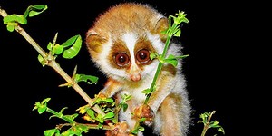 Quiz: Can You Name These Animals That Begin With The Letter L?