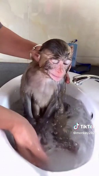 Daily Bath Routine for a Clean Monkey