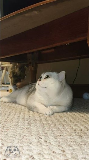 The cat is afraid to take a shower, so he hides and gets upset!