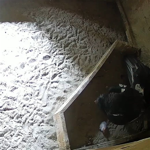 31K views · 1.8K reactions | Three fluffy California condor chicks have hatched at our conservation center this past week! With only about 500 birds in existence, each tiny ball of flouf is a big deal. | Oregon Zoo | Facebook