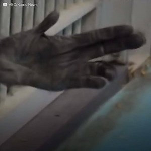 10K views · 296 reactions | L’expression sur leur visage quand ils ont été libérés après 30 ans de captivité est impayable… Regardez  | Le Kiwi | Facebook