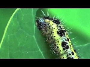 La Chenille et la Capucine