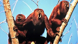 The Deeper Howler Monkeys Call, The Smaller Their Balls