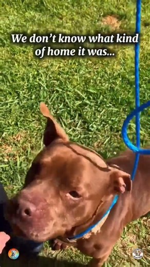 Last Chance for Bowser – Amazing Red-Nosed Pit Bull – volunteers.ccac@gmail.com We transport