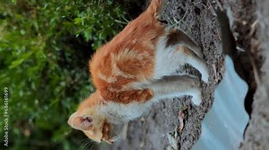 Little tabby ginger kitten pees and poops. Cat buries poop with its paws. Teaching small cats pets to walk pooping vertical