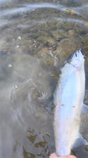 Beautiful steelhead caught this morning drifting salmon roe. #fallfishing #steelhead #Chrome #floatfishing #fishing #catchandrelease | Lake Simcoe Fishing and Area