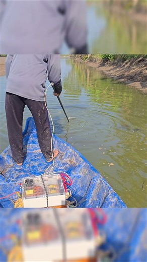 fishing fish - gặp cao thủ kích cá chích là nổi #kichca #xietca #fishingfish