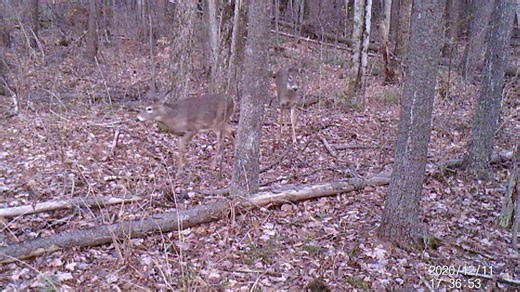 "Did you hear that?" Isn't that cool white-tailed deer can turn their ears completely around?! Those large, cupped, rotating ears are great for picking up the sound of potential predators, or in this case, the faint sounds of the trail camera. Video description: four deer walk through the woods before briefly pausing and turning their ears to listen | U.S. Fish and Wildlife Service Northeast Region