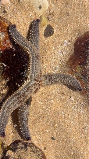 Starfish or sea stars are a class of marine invertebrates generally shaped like a star polygon.About 1,900 species of starfish live on the seabed, and are found in all the world’s oceans, from warm, tropical zones to frigid, polar regions. They can occur from the intertidal zone down to abyssal depths, at 6,000 m (20,000 ft) below the surface. #starfish #tidalpool. #ocean #vacationtime #holidayplans | Paradise Found Guest House | Facebook