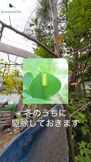 イラガの繭の見つけ方＆取り除き方