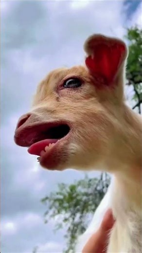 Baby Lambs ‘Meee’ Nonstop 🐑💛 Cutest Sound Ever!