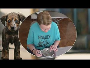 Unbelievable Mango Worm Removal | Extreme Dog Parasite Extraction & Animal Rescue