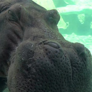 Going up-close with Happy 🦛 | Milwaukee County Zoo