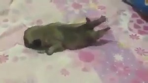 2K views · 79 reactions | Crawling Pug Puppy - He's trying so hard. <3 | Pet Humor | Facebook
