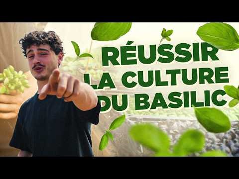 BASILIC : comment réussir sa culture de A à Z ? 🪴