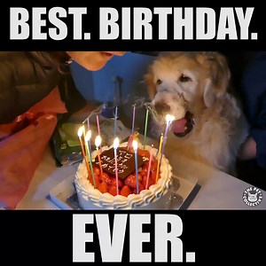 It's been a great day: | The Pet Collective