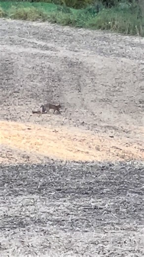 Front PORCH Bobcat FUN!!! | ThisOutdoorsman