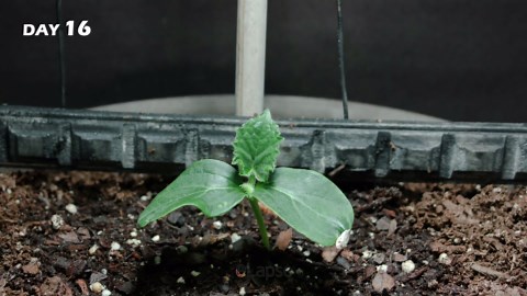 Lemon cucumber plant growing time lapse - seed to fruit (94 days)