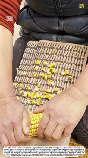 Simple Handmade Corn Sheller That Saves Time and Effort