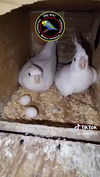 Cockatiel Care: Nesting Behavior and Egg Laying