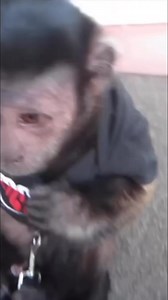 13K views · 695 reactions | Monkey stripper #monkey #funny #cute #snacktime | MonkeyBoo | Facebook