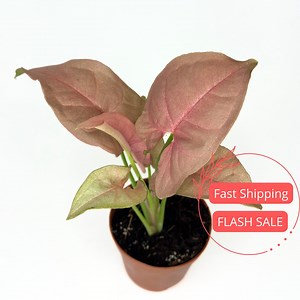 Syngonium Pink Neon Plant | Syngonium Neon Pink Starter Plants | House Plants Live for Beginner | Rare Pink Arrowhead Plants | Plant Gifts - Etsy
