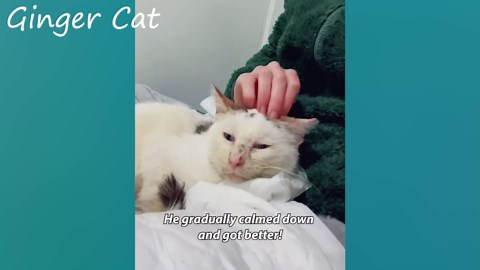 Woman rescues cat from out-of-control feline colony safely