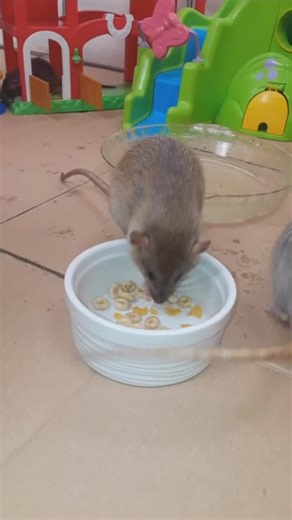 Pet Rat Hoarding Cheerios #shorts | Shadow The Rat