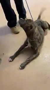RESCUED! FUNDS NEEDED URGENT! MEDICAL RESCUE NEEDED ASAP! - Demodectic mange. Treatment ongoing. Dog and people friendly. ELI - ID#A018789 FUNDRAISER LINK: https://fundrazr.com/72D3u3?ref=ab_61PMQ1_ab_2B4pO2 My name is ELI. I am a male, black brindle and white Pit Bull Terrier. The shelter staff think I am about 5 months old. I weigh approximately 38.00 lbs. I am located at Animal Control Headquarters. I am available to go my new home on or after Jun 12, 2023 I have been at the shelter since Jun