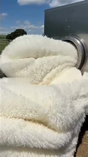 Wool shearing process in seconds using an incredible machine