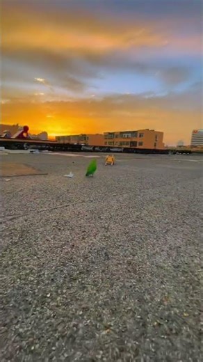 Impressive Car Showcase by Trendy Lady